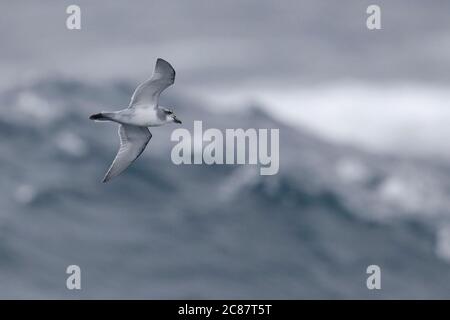 Broad-billed Prion (Pachyptila vittata) - Unterseite im Flug über den Atlantik bei Tristan Da Cunha 9. April 2018 Stockfoto