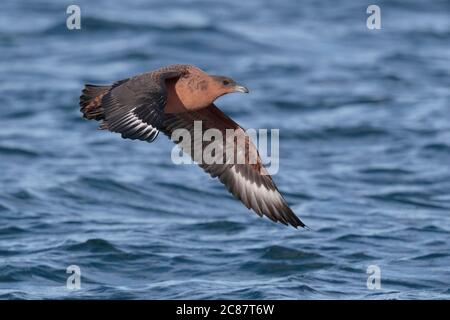 Chilenischer Skua (Stercorarius chilensis) Erwachsener, fliegend tief über Meer, Beagle Kanal, nahe Ushuaia, Argentinien 27. März 2018 Stockfoto