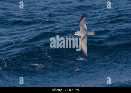 Fairy Prion (Pachyptila turtur) Rückenansicht, im Flug über den Südpolarmeer westlich von Südgeorgien 31. März 2018 Stockfoto