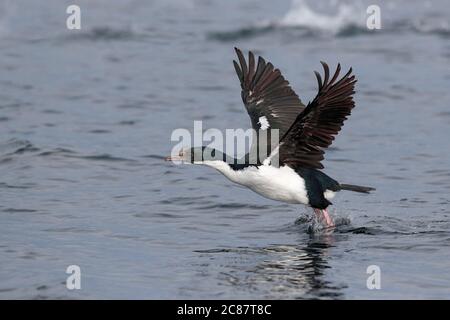 Imperial Cormorant (Phalacrocorax atriceps), Single, Seitenansicht, Start im Beagle Kanal, in der Nähe des Leuchtturms Les Eclaireurs, Ushuaia 24. März 2018 Stockfoto