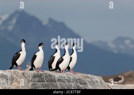 Imperiale Kormorane (Phalacrocorax atriceps), Gruppe auf einem Felsen im Beagle-Kanal, Hintergrund der Martial Range Mtns, Ushuaia, Argentinien 24.. März 2018 Stockfoto