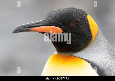 Königspinguin (Aptenodytes patagonica) - Kopf Nahaufnahme im Regen, Salisbury Plain, Südgeorgien 2. April 2018 Stockfoto