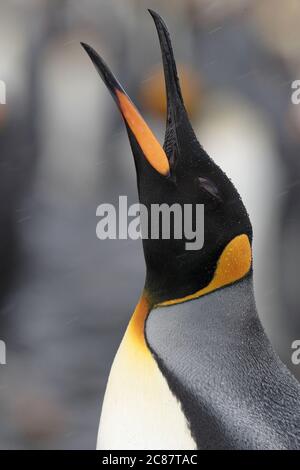 Königspinguin (Aptenodytes patagonica) - Schnabel im Regen, Salisbury Plain, Südgeorgien 2. April 2018 Stockfoto