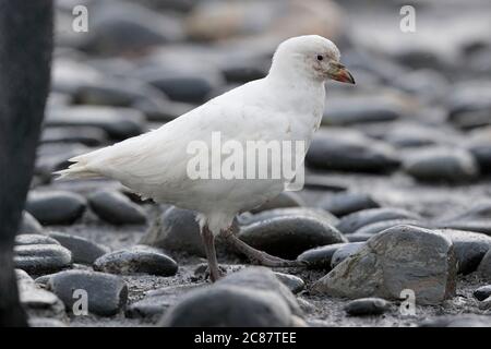 Schneeschutt (Chionis alba), am Strand in St Andrews Bay, Südgeorgien, Südatlantik April 2018 Stockfoto