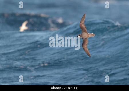 Weichgefiederter Sturmvogel (Pterodroma mollis), erwachsen, im Flug, dorsale Ansicht, über dem südlichen Ozean, nahe Südgeorgien, 1. April 2018 Stockfoto