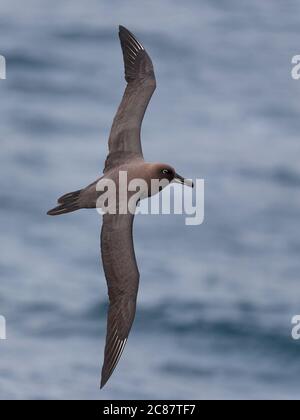 Sooty Albatross (Phoebetria fusca), im Flug, Portrait, Rückenansicht, Südatlantik bei Tristan Da Cunha, Südatlantik 7. April 2018 Stockfoto