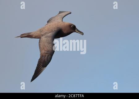 Rußalbatros (Phoebetria fusca), im Flug, Rückenansicht, Südatlantik bei Tristan Da Cunha, Südatlantik 7. April 2018 Stockfoto