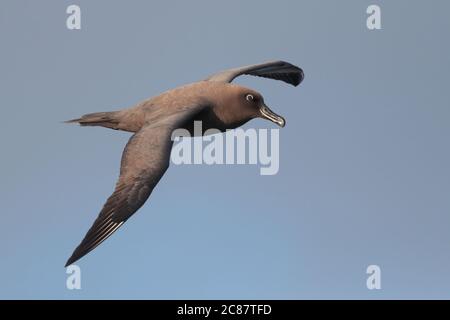 Sooty Albatross (Phoebetria fusca), im Flug, Rückenansicht, Südatlantik bei Tristan Da Cunha Island Group, 7. April 2018 Stockfoto