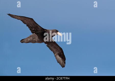 Südliche Riesensturmvogel (Macronectes giganteus), juvenil, im Flug von unten, Beagle-Kanal, bei Ushuaia, Argentinien 27. März 2018 Stockfoto