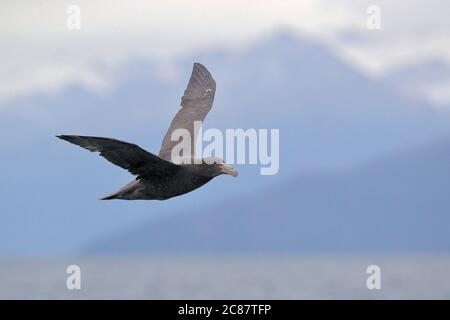 Südliche Riesensturmvogel (Macronectes giganteus), juvenil, im Flug von der Seite, Beagle Kanal, bei Ushuaia, Argentinien 27. März 2018 Stockfoto