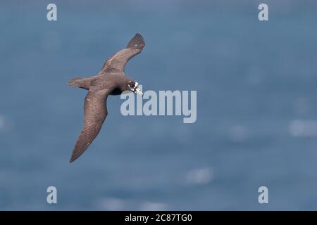 Brillenvogel (Procellaria conscepillata), im Flug, Rückenansicht, Südatlantik bei Nightingale Island, Tristan Da Cunha Island Group, 11 Stockfoto