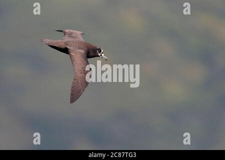 Brillenvogel (Procellaria auffallillata), im Flug, Rückenansicht, Südatlantik bei Nightingale Island, Tristan Da Cunha, 7. April 2018 Stockfoto