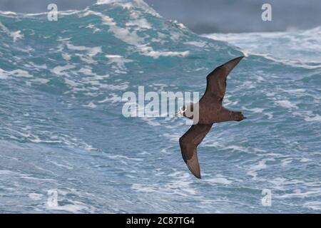 Brillenvogel (Procellaria auffallillata), im Flug, Unterseite, Südatlantik bei Tristan Da Cunha Island Group, 7. April 2018 Stockfoto