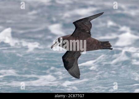 Brillenvogel (Procellaria auffallillata), im Flug, Unterseite, Südatlantik bei Tristan Da Cunha Island Group, 7. April 2018 Stockfoto