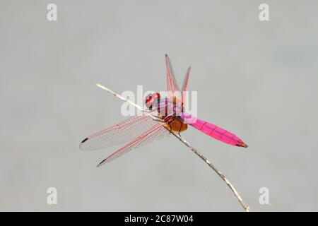 Karmesinroter Sumpfsegler (Trithemis aurora) (erwachsener Rüde). Schöne Libelle aus dem indischen Subkontinent und Südostasien. Stockfoto