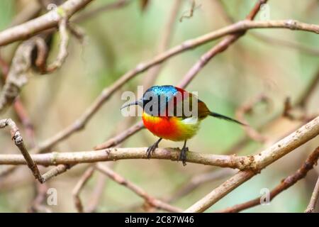 Grünschwanzsonnenvogel (Aethopyga nipalensis angkanensis) Unterart auf dem Gipfel des Inthanon-Nationalparks, Thailand, Südostasien gefunden Stockfoto