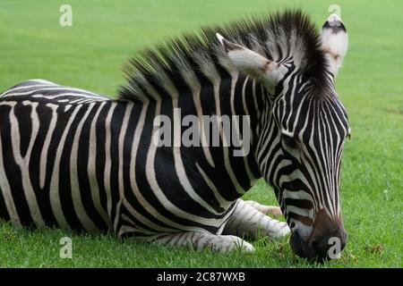 Nahaufnahme Porträt eines wilden jungen Zebras, das auf Gras im Drakensberg in Südafrika grast Stockfoto