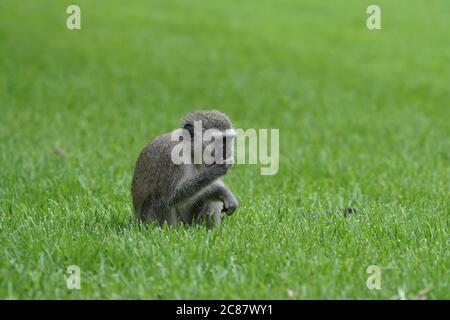 Der junge Jungvogel Vervet Affe (Chlorocebus pygerythrus) sitzt auf grünem Gras und hält seine Hand mit Futter bis zum Mund Stockfoto