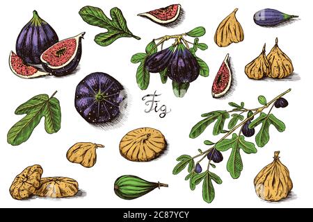 Set mit frischen Feigen. Detox-Gewürz. Getrocknete Früchte, Stücke schneiden. Laub, Pflanze und Zweig. Vektor gravierte handgezeichnete Skizze für Etikett, Poster oder Menü. Stock Vektor