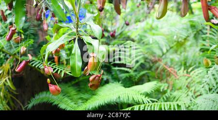 Nepenthes im tropischen Regenwald Garten. Nepenthes ist eine Gattung fleischfressender Pflanzen, auch bekannt als tropische Krug Pflanzen oder Affen Tassen, in der mon Stockfoto