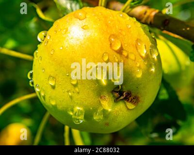 Apfelfrucht mit Tropfen Regenwasser auf einem Baumzweig. Stockfoto