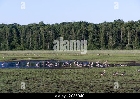 Gänse im schwedischen Naturschutzgebiet Beijershamn auf der Insel Oland Stockfoto