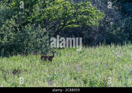 Neugierige Hirsche in grüner Vegetation in der Sommersaison Stockfoto