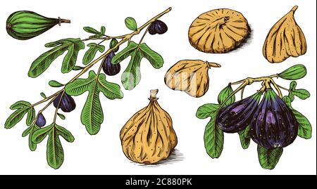 Set mit frischen Feigen. Detox-Gewürz. Getrocknete Früchte, Stücke schneiden. Laub, Pflanze und Zweig. Vektor gravierte handgezeichnete Skizze für Etikett, Poster oder Menü. Stock Vektor