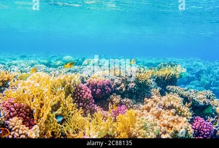 Unterwasseransicht mit tropischen Fischen und Korallenriffen Stockfoto