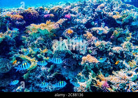 Wunderschöne Unterwasserkorallenriffe mit tropischen Fischen Stockfoto