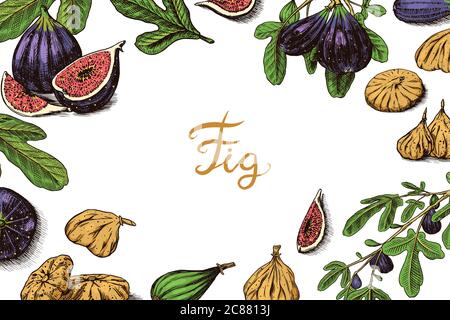 Fresh Feigens Poster oder Banner. Detox-Gewürz. Trockenobst Hintergrund. Laub, Pflanze und Zweig. Vektor graviert handgezeichnete Skizze für Etikett, Poster oder Stock Vektor