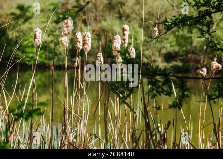 Hohes Schilf ist nahe dem See gewachsen. Ein schöner sonniger Tag. Natürlicher Hintergrund. Stockfoto