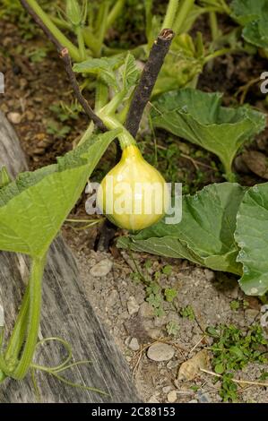 Kleiner Kürbiskürbis, der im Sommer in einem Gemüsegarten wächst (Frankreich, französische riviera) Stockfoto