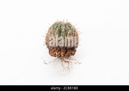 Kaktus-Krankheit trockene Wurzelfule durch Pilze verursacht, halb  geschnitten Pilze infiziert Melocactus isoliert auf weiem Hintergrund  zeigt schwere Schden auf der Haut Stockfotografie - Alamy