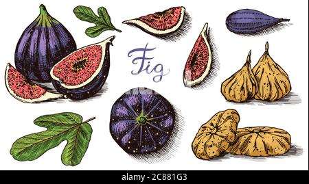 Set mit frischen Feigen. Detox-Gewürz. Getrocknete Früchte, Stücke schneiden. Laub, Pflanze und Zweig. Vektor gravierte handgezeichnete Skizze für Etikett, Poster oder Menü. Stock Vektor
