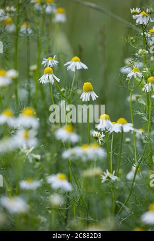 Echte Emy, Emy, Matricaria recutita, Chamomilla Recutita, Matricaria Chamomilla, Kamille, wilde Kamille, Italienische camomilla, duftende Stockfoto