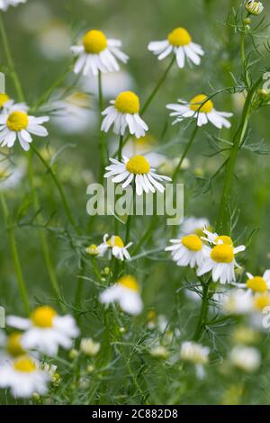 Echte Emy, Emy, Matricaria recutita, Chamomilla Recutita, Matricaria Chamomilla, Kamille, wilde Kamille, Italienische camomilla, duftende Stockfoto