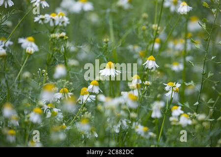 Echte Emy, Emy, Matricaria recutita, Chamomilla Recutita, Matricaria Chamomilla, Kamille, wilde Kamille, Italienische camomilla, duftende Stockfoto