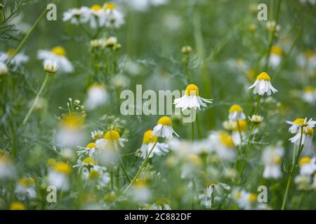 Echte Emy, Emy, Matricaria recutita, Chamomilla Recutita, Matricaria Chamomilla, Kamille, wilde Kamille, Italienische camomilla, duftende Stockfoto