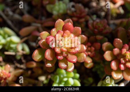 Nahaufnahme von Sedum rubrotinctum oder Sedum × rubrotinctum, allgemein bekannt als Gelee-Bohnen,[1] Gelee-Bohnenpflanze, oder Schweinefleisch und Bohnen Stockfoto