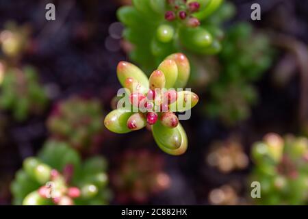 Nahaufnahme von Sedum rubrotinctum oder Sedum × rubrotinctum, allgemein bekannt als Gelee-Bohnen, Gelee-Bohnenpflanze oder Schweinefleisch und Bohnen Stockfoto