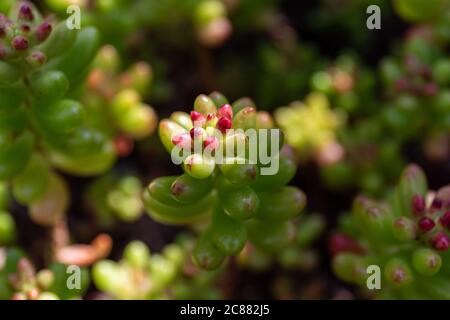 Nahaufnahme von Sedum rubrotinctum oder Sedum × rubrotinctum, allgemein bekannt als Gelee-Bohnen, Gelee-Bohnenpflanze oder Schweinefleisch und Bohnen Stockfoto