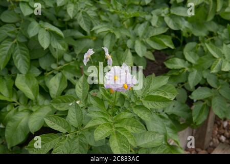 Blass Lilac Blumen einer selbst angebauten Bio-Kartoffelpflanze (Solanum tuberosum 'Charlotte'), die auf einer Zuteilung in einem Gemüsegarten in Rural Devon wächst, Stockfoto