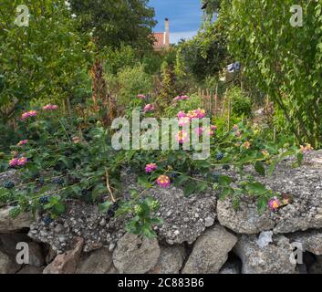 Nahaufnahme der alten Steinmauer mit Lantana Camara und Blick auf den mediterranen Garten mit traditionellem Bauernhaus im Hintergrund sonniger Sommertag, Korfu, Griechenland Stockfoto