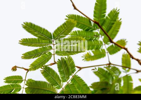 Detailaufnahme einer exotischen Pflanze namens Perserseide Baum in hellem Rücken Stockfoto