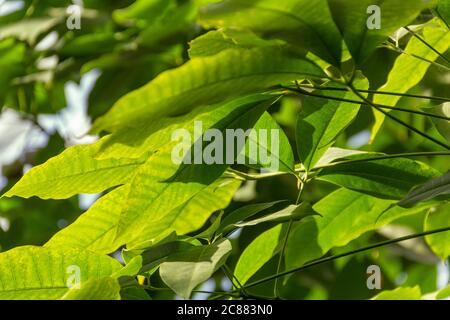 Sonnig beleuchtete sattgrüne Vegetation Landschaft Stockfoto