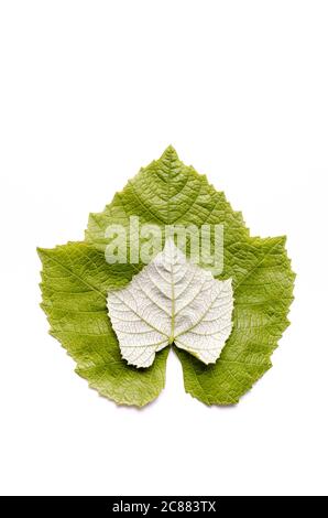 Vitis vinifera, grünes Weinstock-Blatt mit feinen Details, Nahaufnahme, flach liegend, isoliert auf weißem Hintergrund Stockfoto