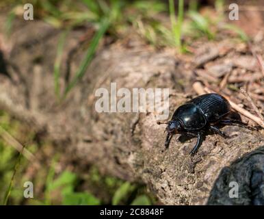 Bergkiefer im Bucegi Gebirge, Rumänien. Stockfoto