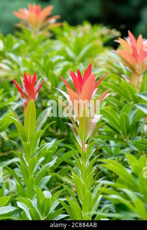 Lebendige neue rote Blätter von Pieris formosa var. forrestii 'Wakehurst'. Pieris Wakehurst Stockfoto