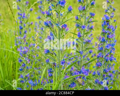 Echium vulgare bekannt als Viper's bugloss und blueweed Blume auf dem Feld. Stockfoto